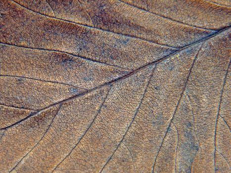 Brown autumn leaf texture as abstract background.