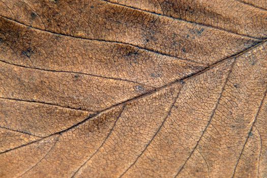 Autumn leaf texture suitable as abstract background.