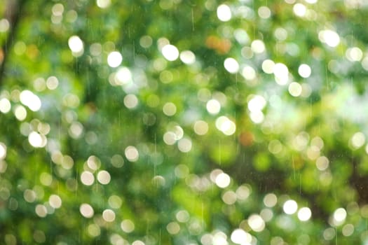 drops of a rain illuminated by a sunlight on a background of green foliage