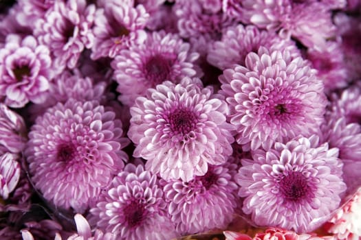 decorative beautiful bouquet of red fresh Chrysanthemum