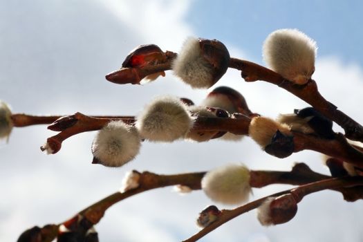Spring gentle fresh buds on a young tree against the sky