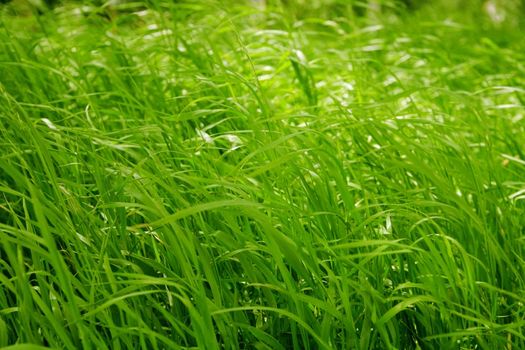 Green fresh blades of grass on a background of the blurred vegetation