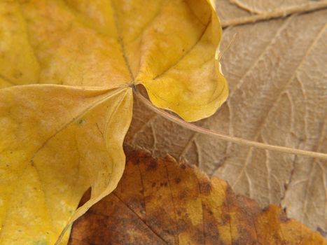 Autumn leaves suitable as abstract background.