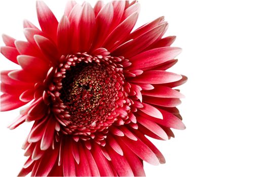 Red petals of the big flower on a white background