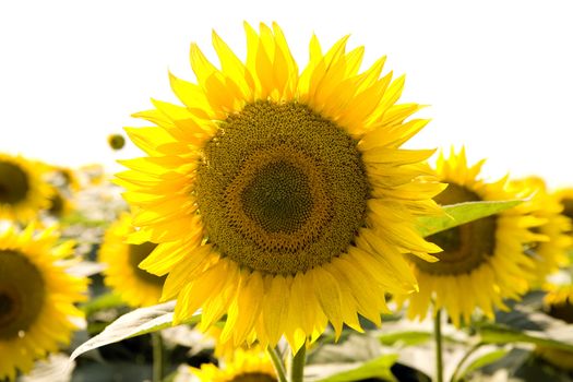 Beautiful sunflowers growing in the field on a white background