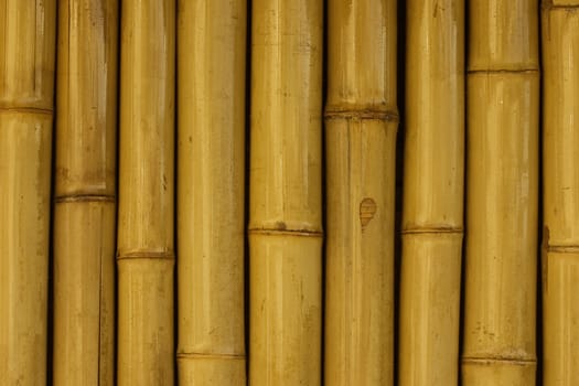 Yellow and orange trunks of bamboo plants