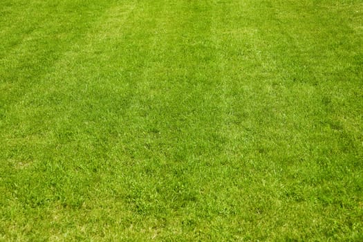 background consisting of juicy green grass on the field