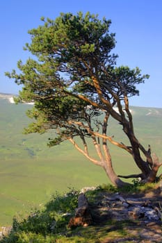 lonely standing tree on the slope of mountain on a background blue sky