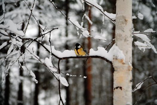 Small titmouse sitting on a branch of a tree on a background of the dim sky and a snow
