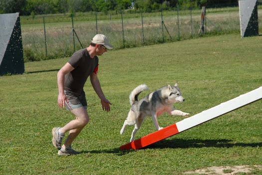 man and siberian husky in a competition of agility