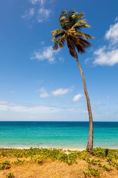 Palm Tree on Tropical Beach against Ocean and Blue Sky with Copy Space