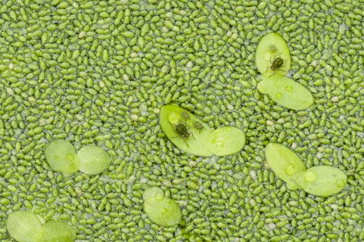 Lentil water plants with insect aphid on leaves