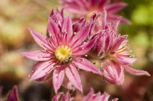 Pink flowers of succulent plant