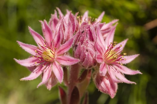 Pink flowers of succulent plant