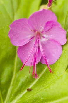 Pink flower on green leaves