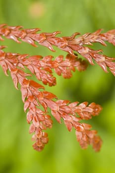 Brown cypressus leaves on green background
