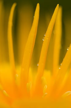 Yellow flower petals with dew drops