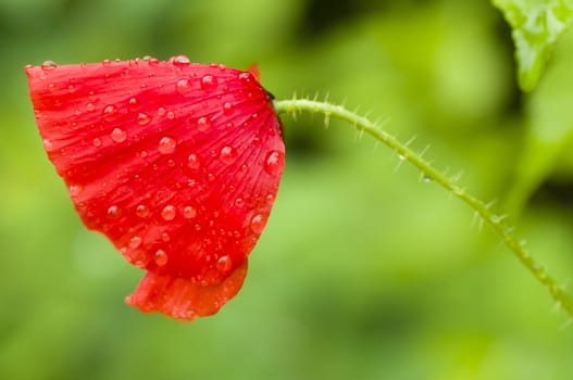 Red poppy flower with rain drops