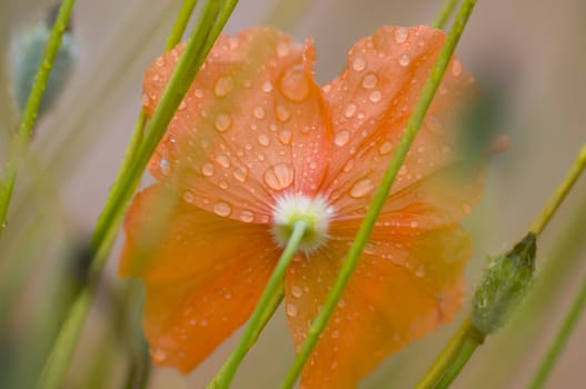 Orange poppy flower with rain drops