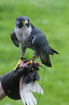 Peregrine Falcon (Falco peregrinus), also known as Duck Hawk is a bird of prey in the family Falconidae.