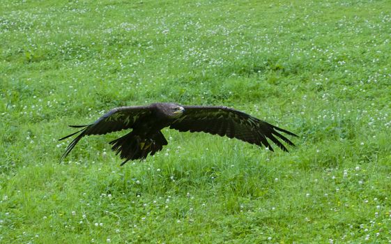 Eagle flying close to grass