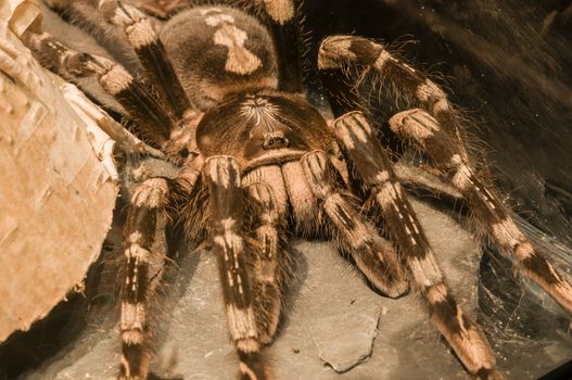 Detail of a tarantula spider
