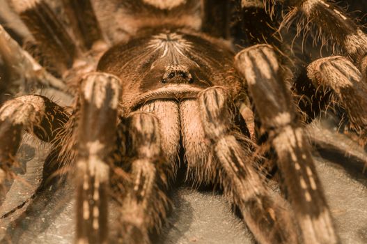 Detail of a tarantula spider