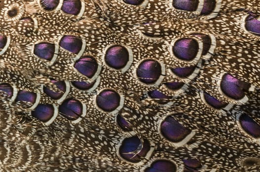 Plumage of Lyrebird, Australian bird Menura.