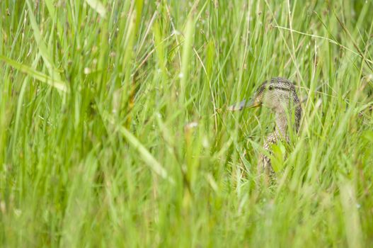 Female mallard duck hiding in the grass