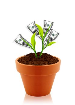 money tree in clay pot.