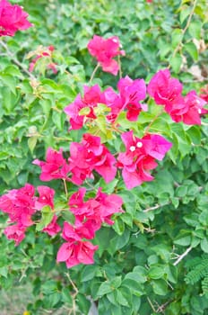 peper flower in the garden