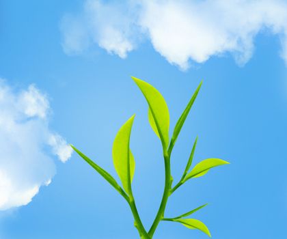 Twig with green leaves with sky background .