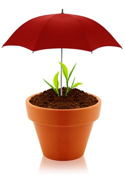House plant in clay pot with umbrella isolated on white background.
