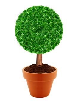 Small green tree in a pot with green background.