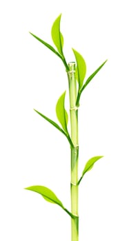 Green Bamboo stems isolated on white background