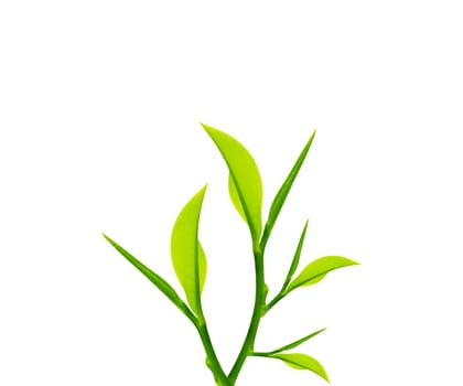 Twig with green leaves isolated on white.