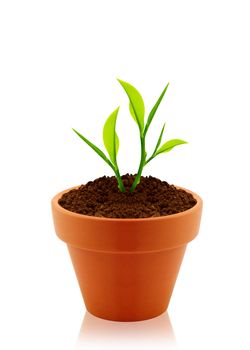 House plant in clay pot isolated on white background.
