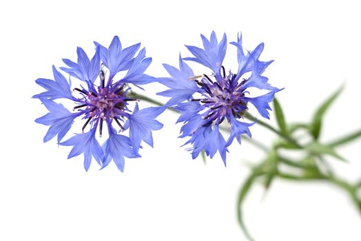 Blue Cornflower isolated on white background

