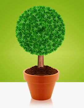 Small green tree in a pot with green background.