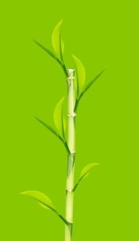 Green Bamboo stems on green background