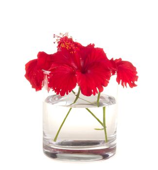 a red hibiscus flower isolated on white background