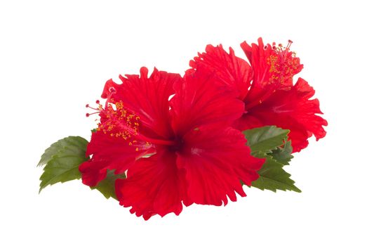 a red hibiscus flower isolated on white background