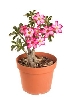 Desert Rose Impala Lily Mock Azalea in isolated white