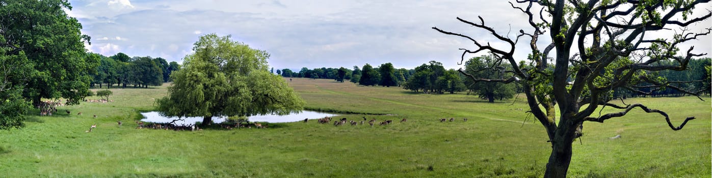 A green valley in Europe with deers