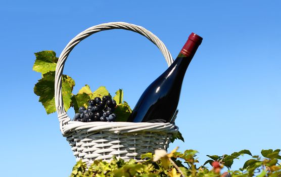 Bottle of red wine and grapes in basket 