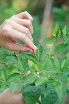 Woman pick a red chili