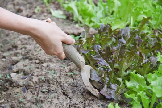 Lady s hand with cultivator works on kitchen garden