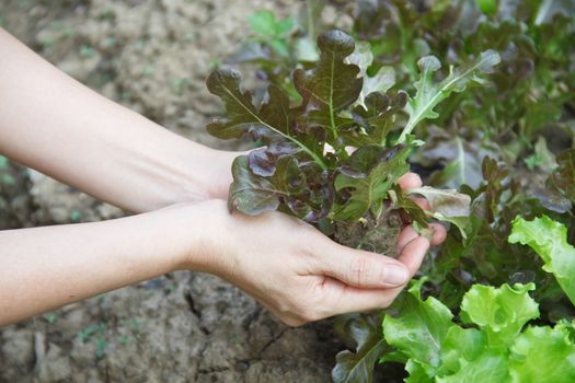 Lady s hand with cultivator works on kitchen garden
