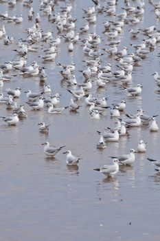 Seagulls on shore of the Sea