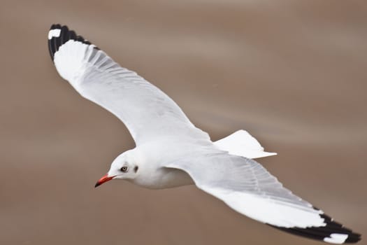 Seagull in flight against the blue sky